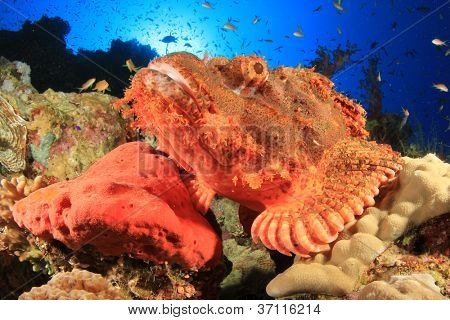 Scorpionfish เกล็ดถี่