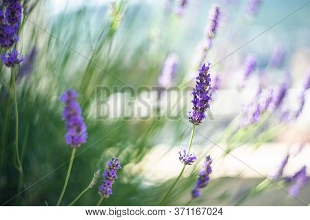 Flowering Lavandula Plant In A Summer Garden