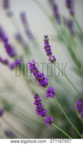 Flowering Lavandula Plant In A Summer Garden