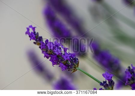 Flowering Lavandula Plant In A Summer Garden