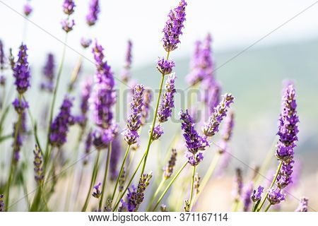 Flowering Lavandula Plant In A Summer Garden