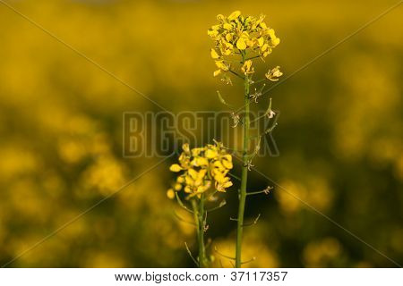 Semi di colza (Brassica rapa)