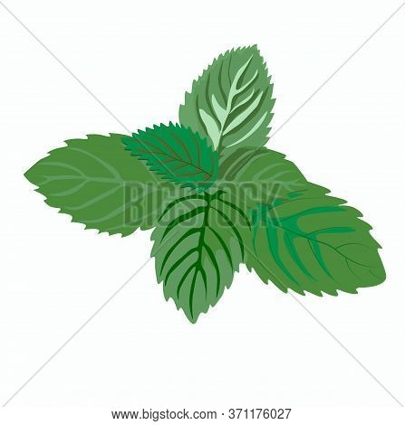 Stock Vector Illustration Of Fresh Lemon Balm Mint. Spring Mint Green Leaves Close-up For Medicine. 