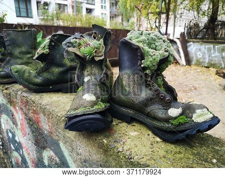 Upcycle Old Things Creatively Succulent Plants And Moss And Trendy Succulent Plants Growing In Upcyc