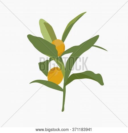 Vector Stock Illustration Of Kumquat Fruit.  Ripe Orange Juicy Round Fruit Fortunella On Green Leave