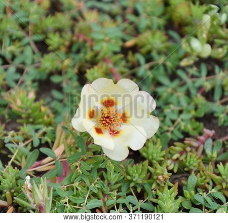 Colorful Portulak Flowers Bloom In Summer Garden