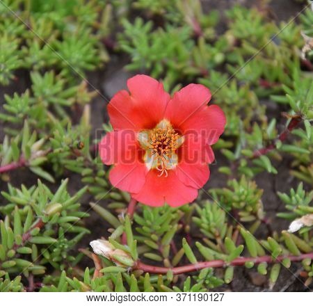 Colorful Portulak Flowers Bloom In Summer Garden