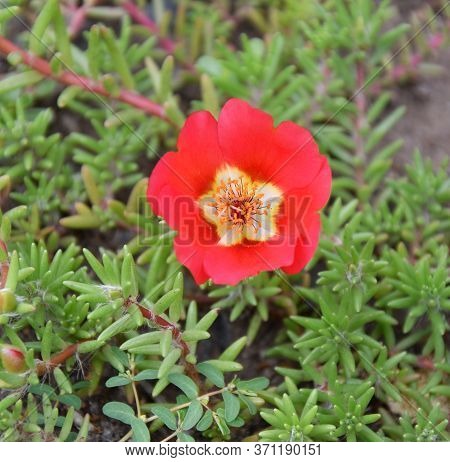 Colorful Portulak Flowers Bloom In Summer Garden