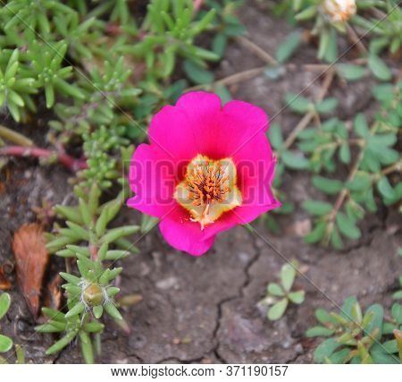 Colorful Portulak Flowers Bloom In Summer Garden