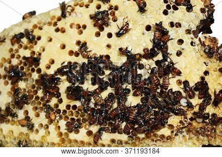 Honeycomb With Honeybee Contain Their Larvae And Stores Of Honey And Pollen