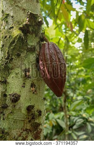 Ripe Cacao Fruit. Brown Cocoa Pods Grow On The Tree. The Cocoa Tree Theobroma Cacao With Fruits. Clo