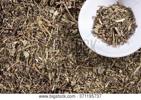 Phyllanthus Niruri - Stone Chanca. To Eliminate Kidney Stones And Fight Hypertension