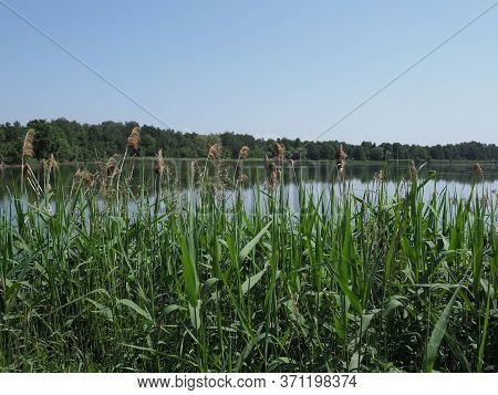 Reed And Landscapes Of Breeding Pond In European Goczalkowice Town At Silesian District In Poland. C