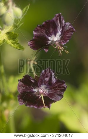 Garden Geranium (geranium Phaeum) Flowers, Macro Shot