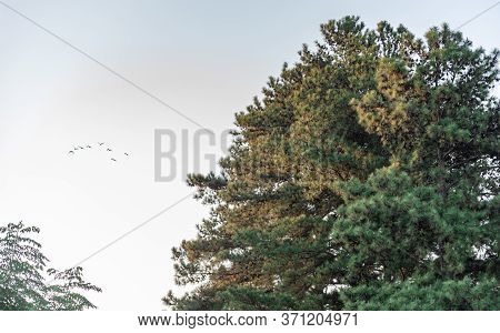American Pine (pinus Sp). Pinus Elliottii Is A Species Of Pine, Composed Of Two Distinct Varieties: 