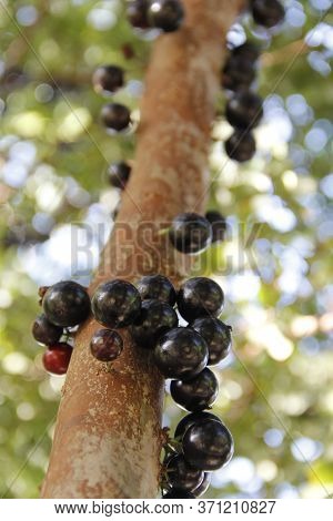 Conde, Bahia / Brazil - March 23, 2014: Jabuticabeira With Its Fruits. Jaboticaba Is Used In The Man