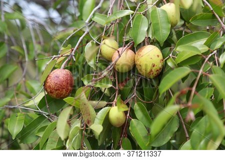 Conde, Bahia / Brazil - March 6, 2015: Mangaba, Mangabeira Fruit, Used In The Manufacture Of Juices,