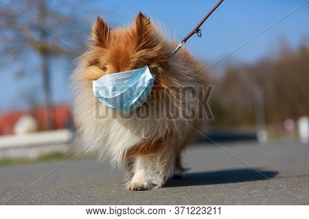 To Go For A Walk With A Shetland Shepdog With A Mask