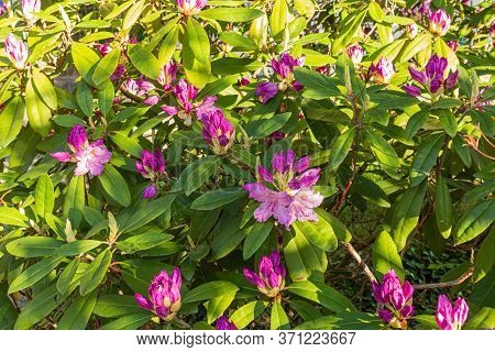 Prunus Triloba (flowering Plum, Flowering Almond, Louiseania). Branches With Lush Pink Flowers. Spri