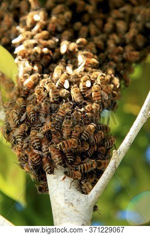 Eunapolis, Bahia / Brazil - May 11, 2009: Bees Are Seen In A Beehive In The City Of Eunapolis.