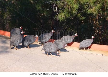 Helmeted Guineefowl Birds Or Guinea Fowl Go Along The Road, Numida Meleagris