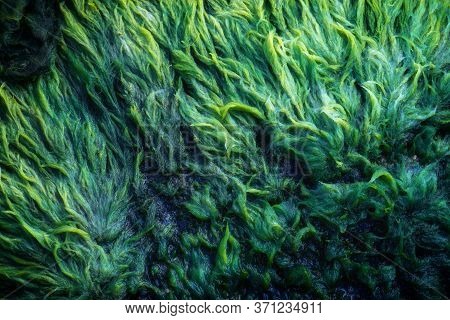 Green Algae Covered Granite Boulder In A Riverbed. Background And Texture. Swamp Algae.