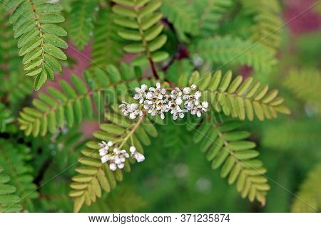 Sorbus Frutescens Or Sorbus Koehneana In Botany Garden