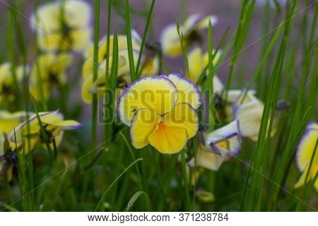 Yellow Pansy With Blue Edge In Green Grass. Small Insect Sitting On The Side Of Flower.