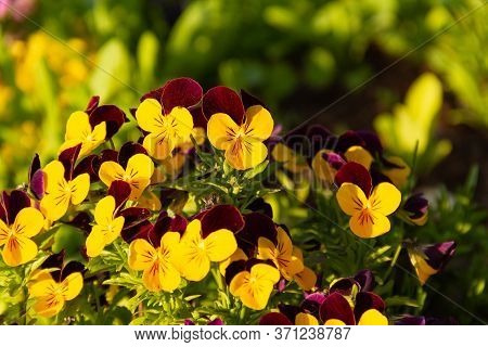 Purple And Yellow Pansy Flowers With Blurry Green Background