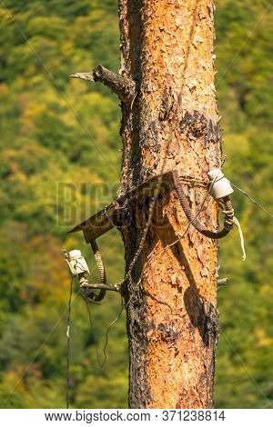 Power Cord Mount With Two Isolators Grown Into Pine Tree