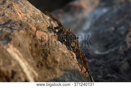 Soft Shelled Crab Creeping Across A Rock In Aruba On An Angle.
