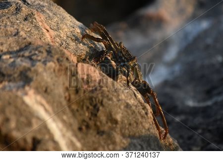 Live Crab Creeping Sideways Across A Rock.