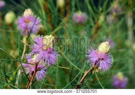 Australian Native Purple Flowers Of The Wiry Honey Myrtle, Melaleuca Filifolia, Family Myrtaceae. En