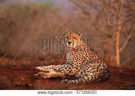 The Cheetah (acinonyx Jubatus) Lying On A Red Earth With Bushy Bushes In The Background In The Morni