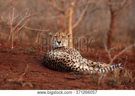 The Cheetah (acinonyx Jubatus) Lying On A Red Earth With Bushy Bushes In The Background In The Morni
