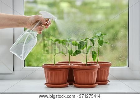 Green Leaves Of Young Pepper Seedlings Standing On The Window Are Sprayed With Water From Spray Gun.