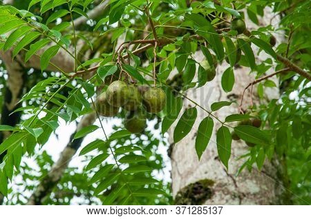 English Plum Fruit Tropical Tree (spondias Dulcis), Seychelles.