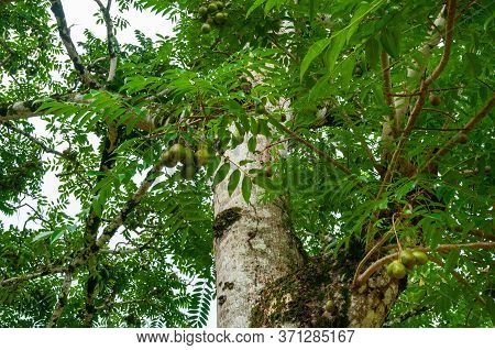 English Plum Fruit Tropical Tree (spondias Dulcis), Seychelles.