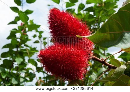 A Beautiful Colourful Red Tropical Flower Lipsticktree (bixa Orellana)