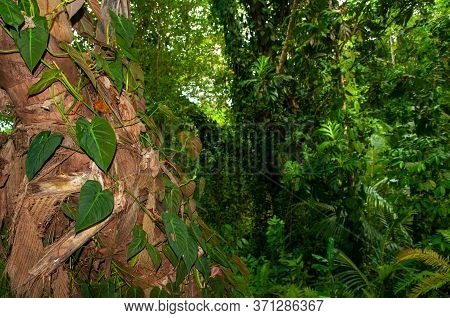 Landscape With Green Leaves Of Heart-leaf (philodendron Philodendron Hederaceum) On A Tree In The Fo