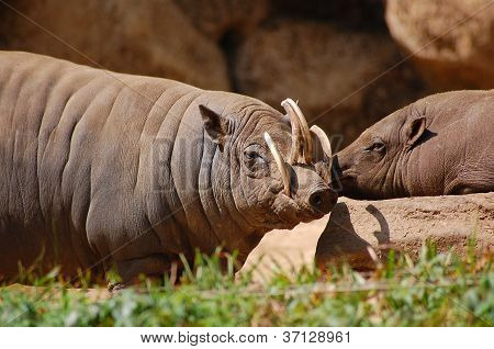 Babirusa