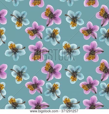Pyrola. Illustration, Texture Of Flowers. Seamless Pattern For Continuous Replication. Floral Backgr