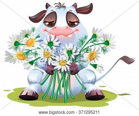Calf Goby Hold Bouquet Of Daisies. White Bull Symbol Of 2021 On Chinese Calendar. Isolated On White 