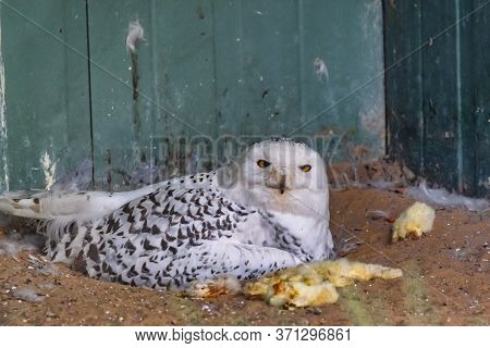 Snow Owl Eating A Chickensnowy Owl Sits Amid A Meal Of Yellow Chicks