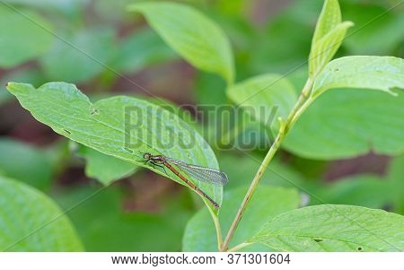 Large Red Damselfly (pyrrhosoma Nymphula) On A Green Leaf