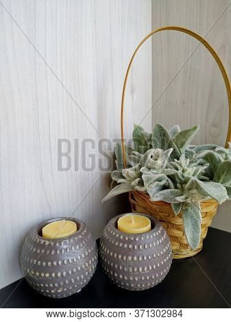 Plant Woolly Stachys With Soft Fluffy Leaves In A Wicker Basket With Two Shaffron Candles On A Light