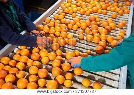 The Working Of Citrus Fruits