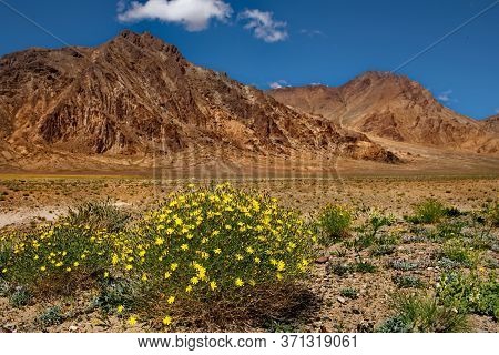 Central Asia. Tajikistan. Scant Flowers Of Desert Valleys Between Endless Mountain Ranges Along The 