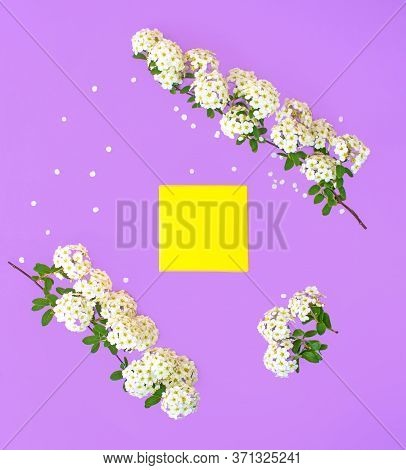 Gift In A Yellow Box And Spirea Flowers Around It Like A Frame. Holiday Concept. Lilac Background