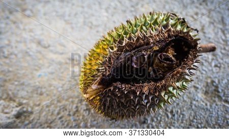 Close Up Detail View Of A Rotten Durian Fruit With Holes Eaten By The Wild Animal. King Of Fruits In
